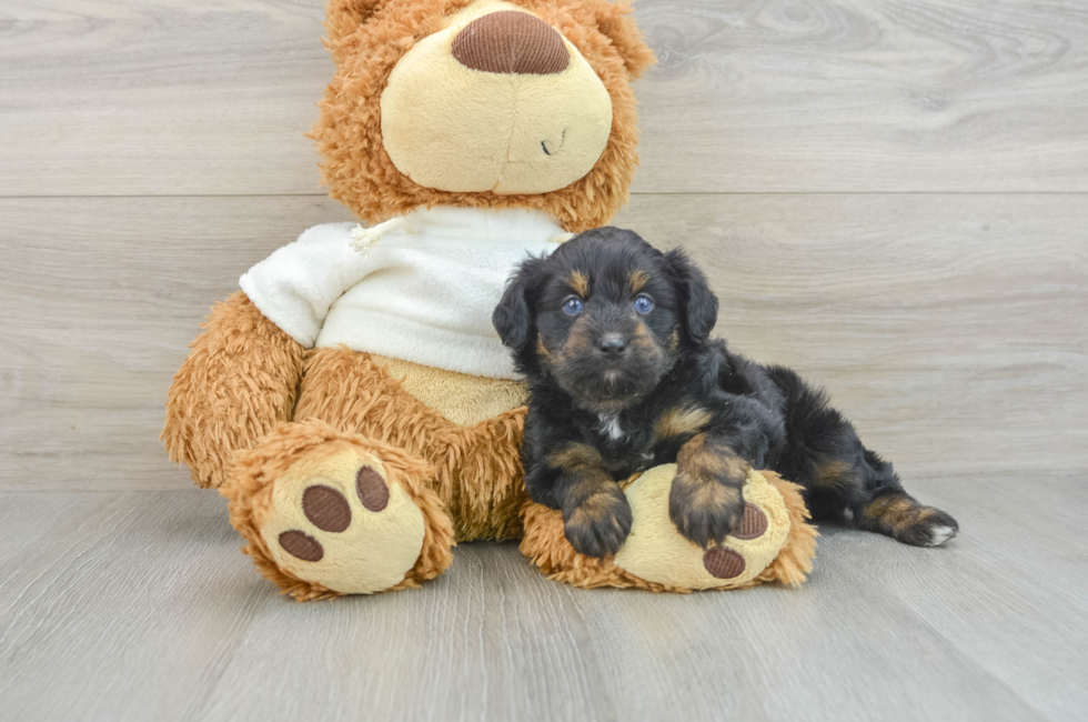 8 week old Mini Aussiedoodle Puppy For Sale - Simply Southern Pups