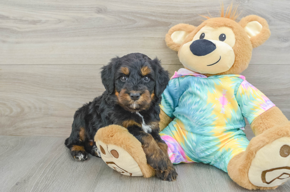 6 week old Mini Aussiedoodle Puppy For Sale - Simply Southern Pups