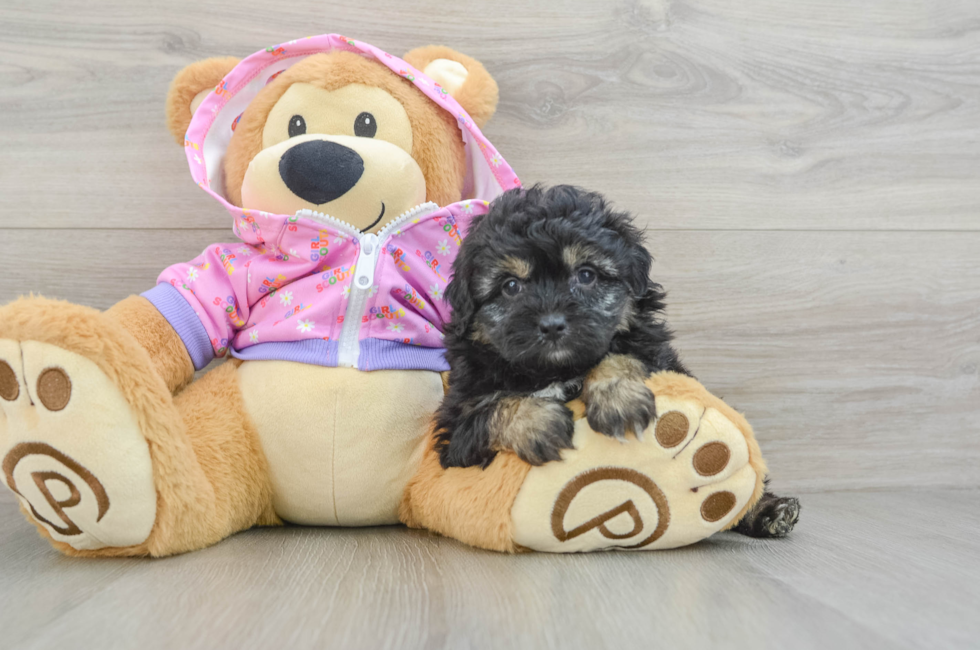 5 week old Mini Aussiedoodle Puppy For Sale - Simply Southern Pups