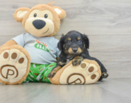 8 week old Mini Aussiedoodle Puppy For Sale - Simply Southern Pups