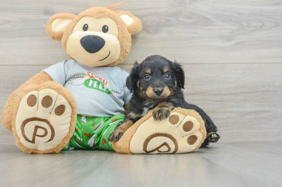 7 week old Mini Aussiedoodle Puppy For Sale - Simply Southern Pups
