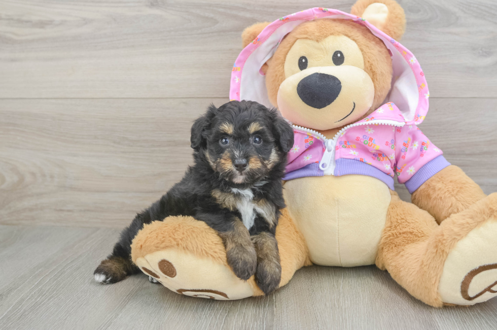 6 week old Mini Aussiedoodle Puppy For Sale - Simply Southern Pups