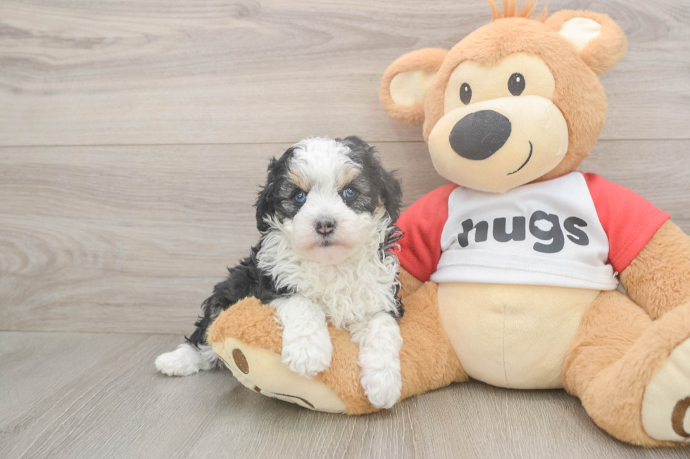 Meet Deedee - our Mini Aussiedoodle Puppy Photo  2/3 - Simply Southern Pups Hypoallergenic Aussiepoo Poodle Mix Puppy