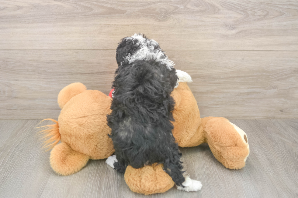 Meet Deedee - our Mini Aussiedoodle Puppy Photo  3/3 - Simply Southern Pups Fluffy Mini Aussiedoodle Poodle Mix Pup