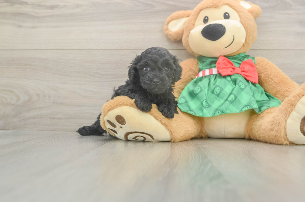 6 week old Mini Aussiedoodle Puppy For Sale - Simply Southern Pups