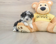 8 week old Mini Aussiedoodle Puppy For Sale - Simply Southern Pups