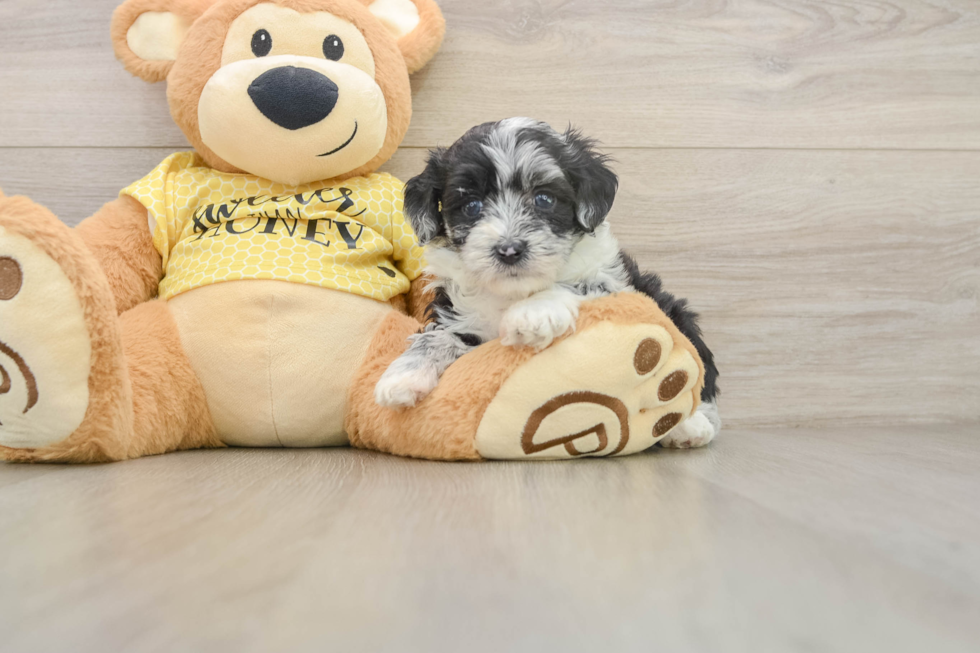Hypoallergenic Aussiepoo Poodle Mix Puppy