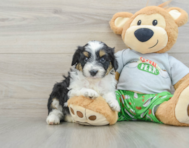 8 week old Mini Aussiedoodle Puppy For Sale - Simply Southern Pups