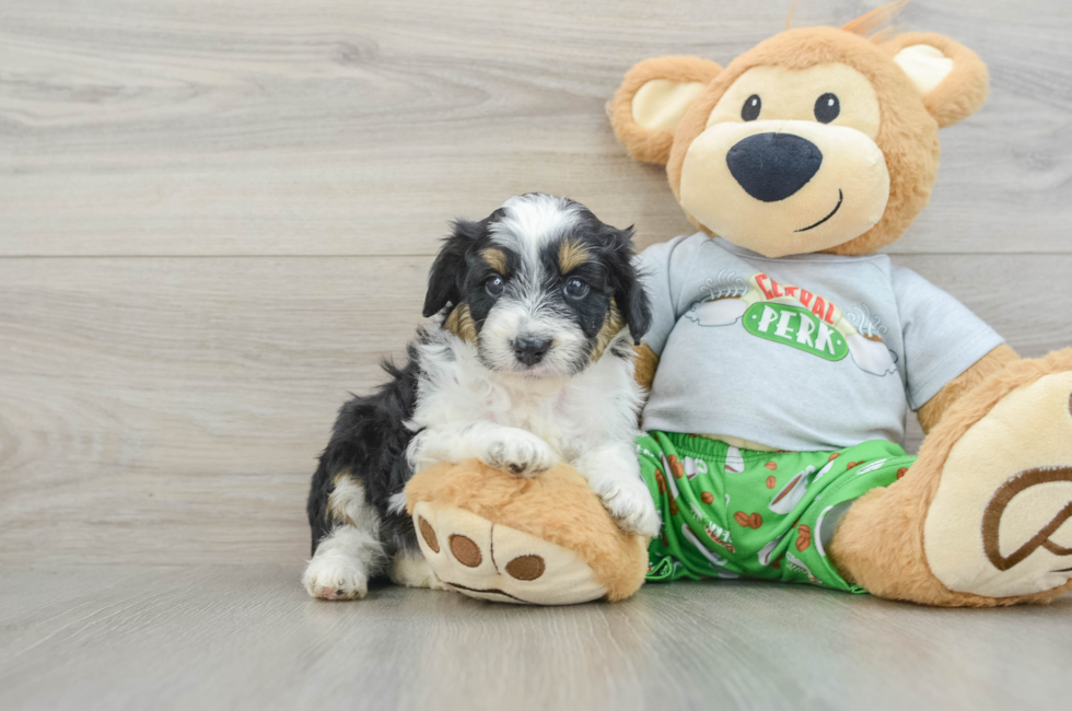 7 week old Mini Aussiedoodle Puppy For Sale - Simply Southern Pups