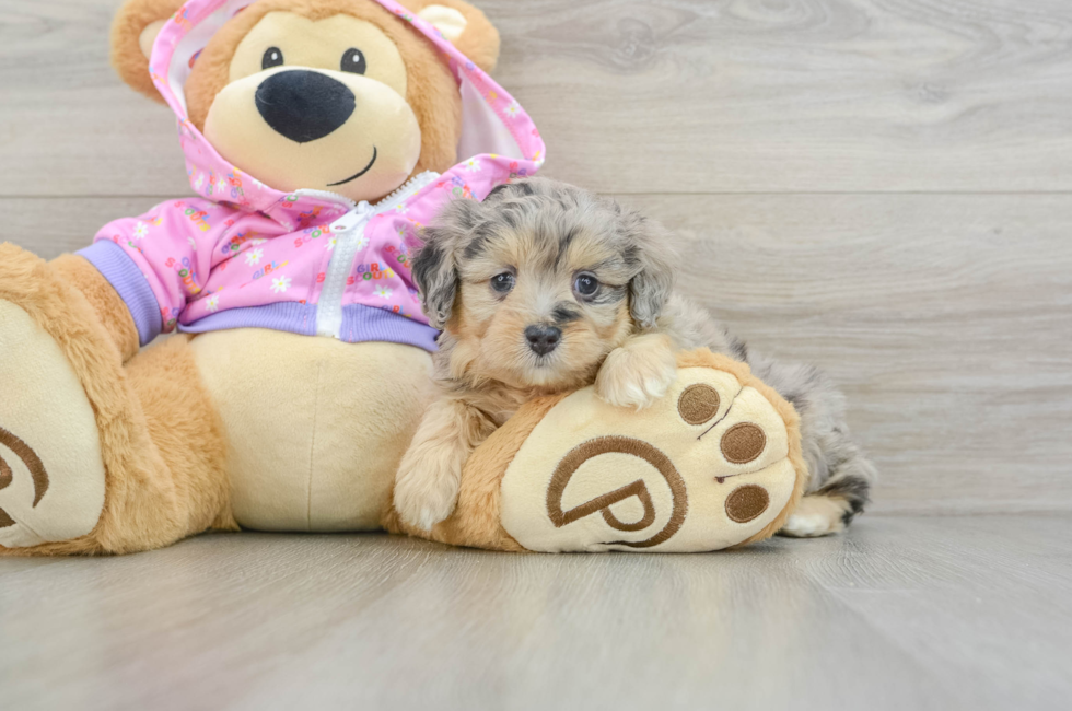 5 week old Mini Aussiedoodle Puppy For Sale - Simply Southern Pups