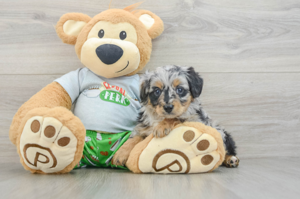 7 week old Mini Aussiedoodle Puppy For Sale - Simply Southern Pups