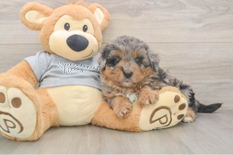 Little Mini Aussiepoo Poodle Mix Puppy
