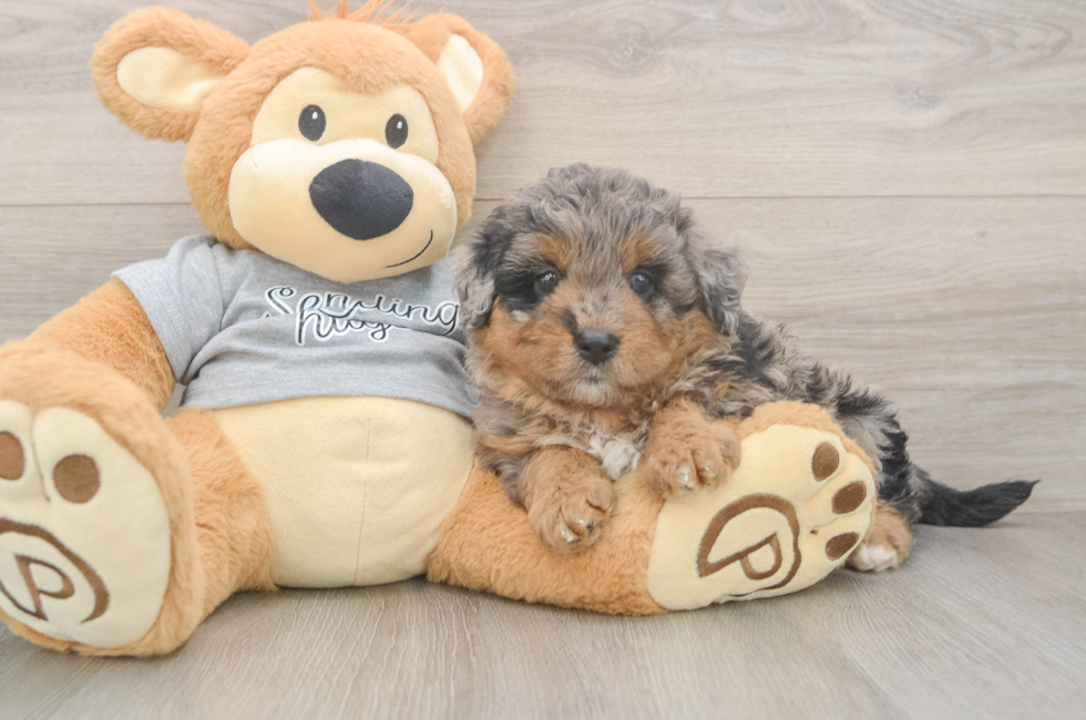 7 week old Mini Aussiedoodle Puppy For Sale - Simply Southern Pups