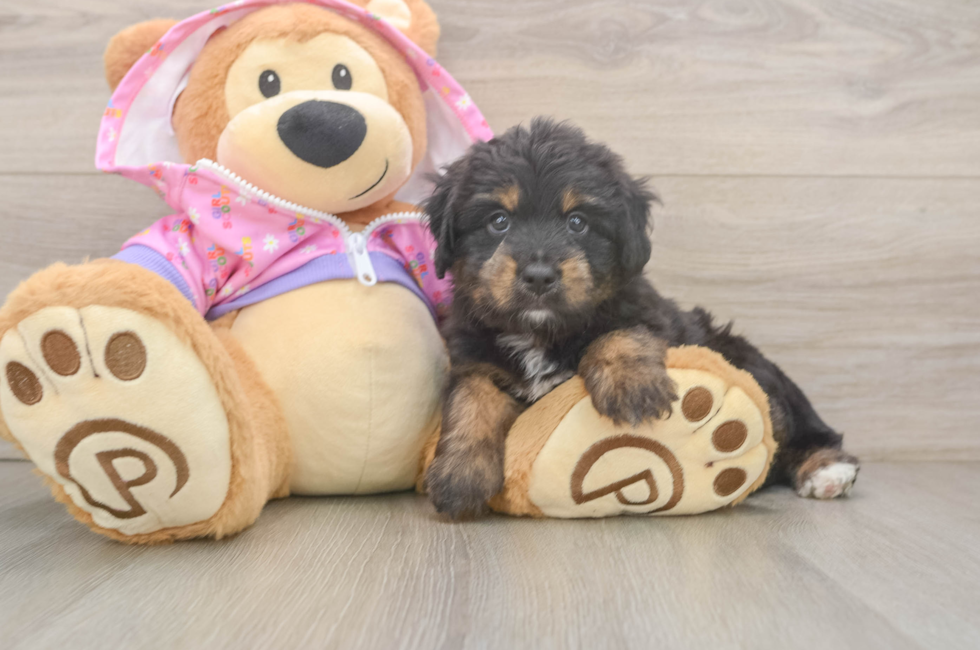 6 week old Mini Aussiedoodle Puppy For Sale - Simply Southern Pups