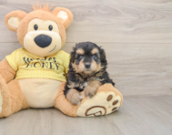 8 week old Mini Aussiedoodle Puppy For Sale - Simply Southern Pups