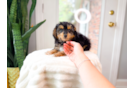 Mini Aussiedoodle Pup Being Cute