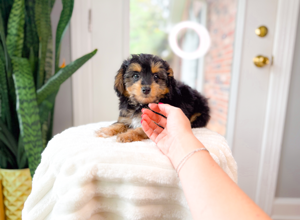 Mini Aussiedoodle Pup Being Cute