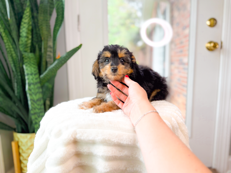Best Mini Aussiedoodle Baby