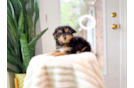 Mini Aussiedoodle Puppy for Adoption