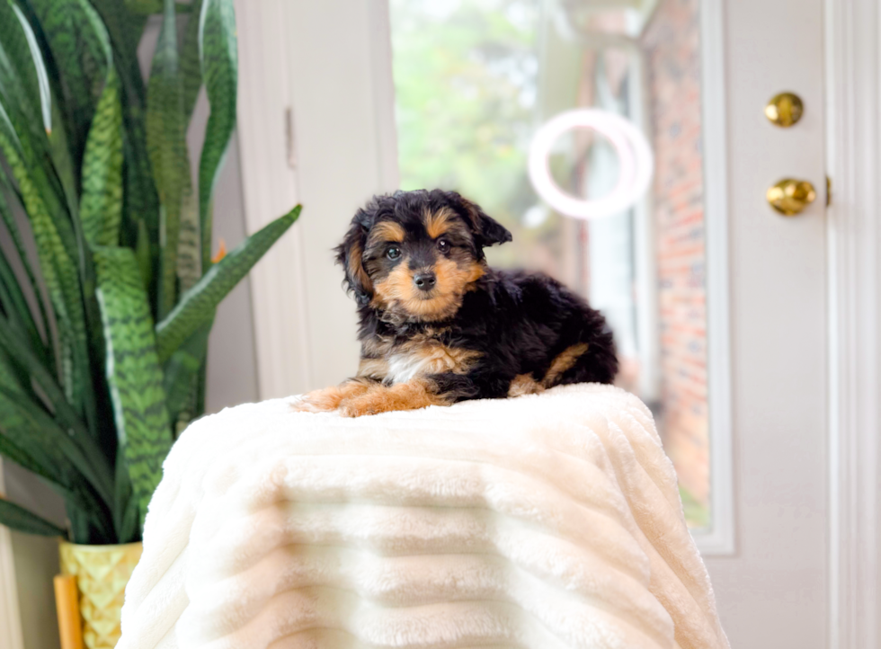 Mini Aussiedoodle Puppy for Adoption