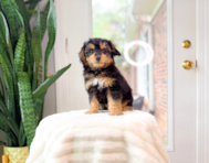 9 week old Mini Aussiedoodle Puppy For Sale - Simply Southern Pups