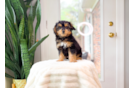 Best Mini Aussiedoodle Baby