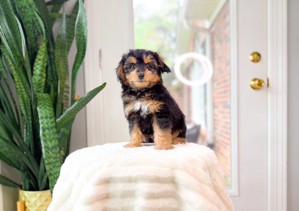Best Mini Aussiedoodle Baby