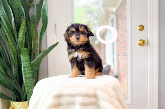 Best Mini Aussiedoodle Baby