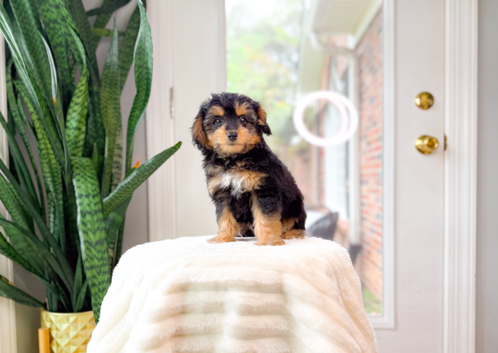 Cute Aussiepoo Poodle Mix Puppy