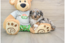 Small Mini Aussiedoodle Baby