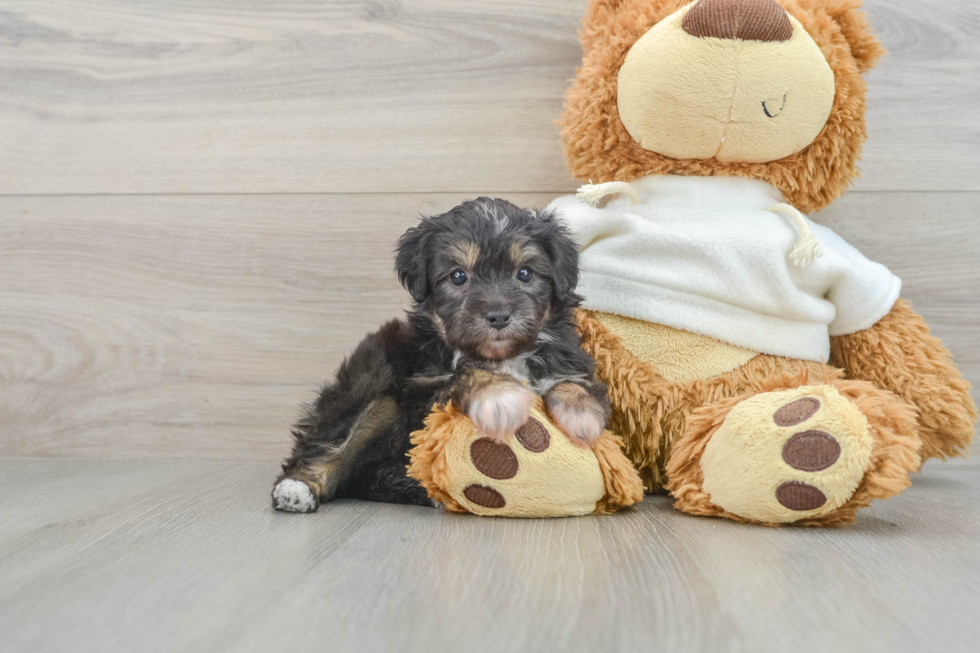 Friendly Mini Aussiedoodle Baby