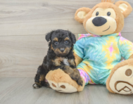 8 week old Mini Aussiedoodle Puppy For Sale - Simply Southern Pups