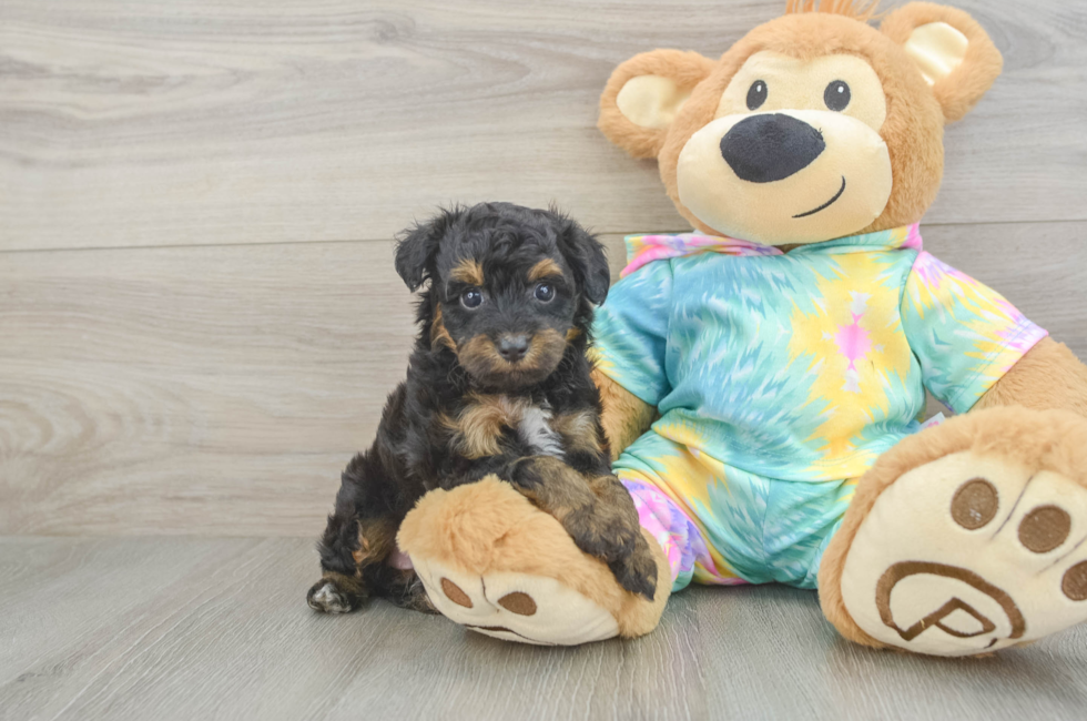 5 week old Mini Aussiedoodle Puppy For Sale - Simply Southern Pups