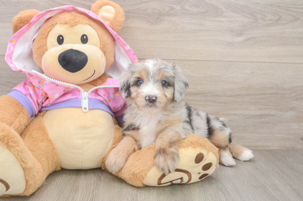 6 week old Mini Aussiedoodle Puppy For Sale - Simply Southern Pups