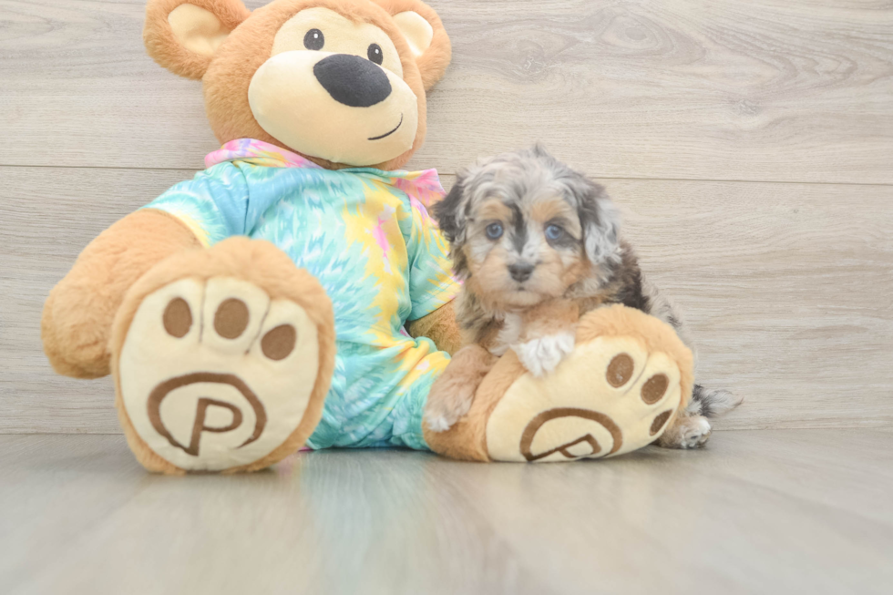 Mini Aussiedoodle Pup Being Cute