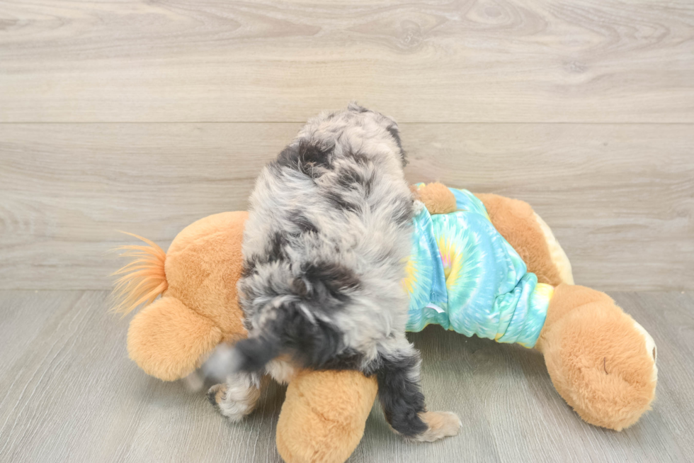 Popular Mini Aussiedoodle Poodle Mix Pup