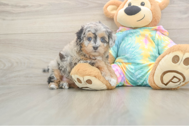Cute Mini Aussiedoodle Baby