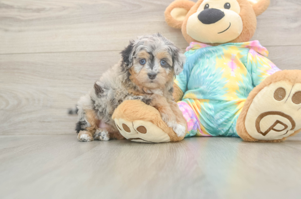 5 week old Mini Aussiedoodle Puppy For Sale - Simply Southern Pups