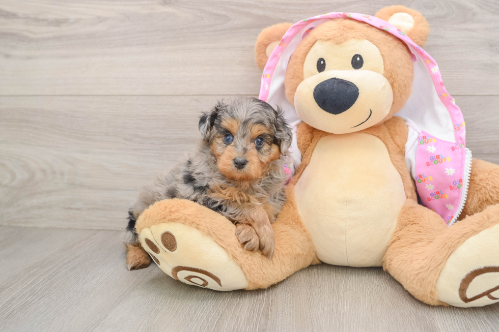 Petite Mini Aussiedoodle Poodle Mix Pup