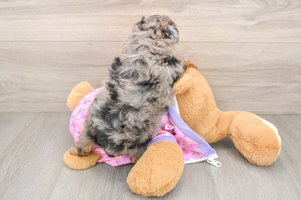 Mini Aussiedoodle Puppy for Adoption