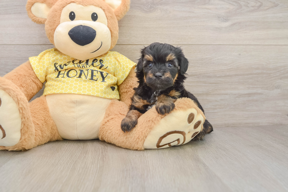 Mini Aussiedoodle Pup Being Cute