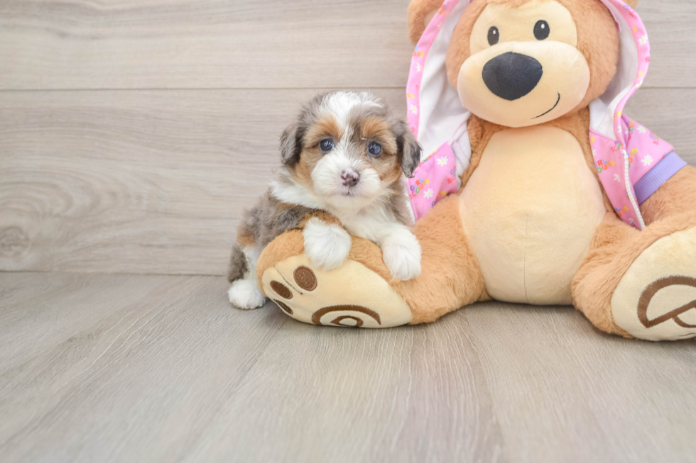 Little Aussiepoo Poodle Mix Puppy