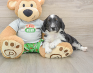 7 week old Mini Aussiedoodle Puppy For Sale - Simply Southern Pups