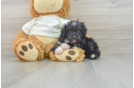 Mini Aussiedoodle Puppy for Adoption