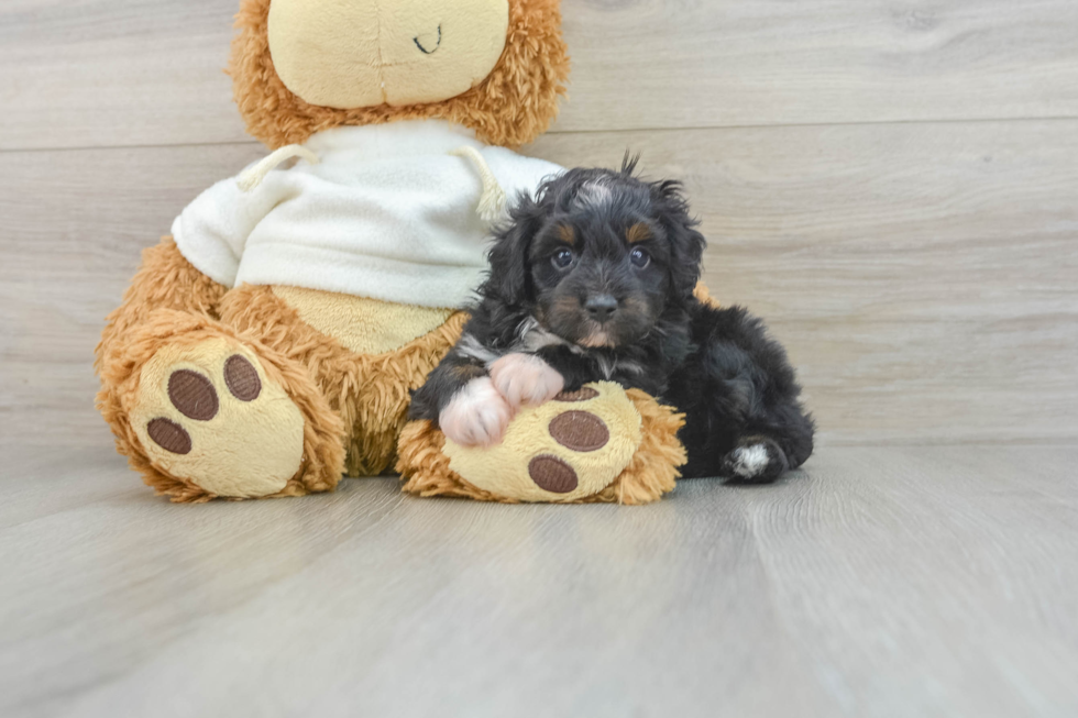 Mini Aussiedoodle Puppy for Adoption