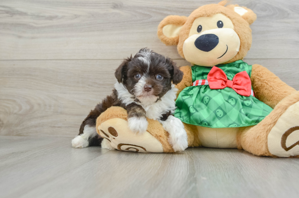 5 week old Mini Aussiedoodle Puppy For Sale - Simply Southern Pups