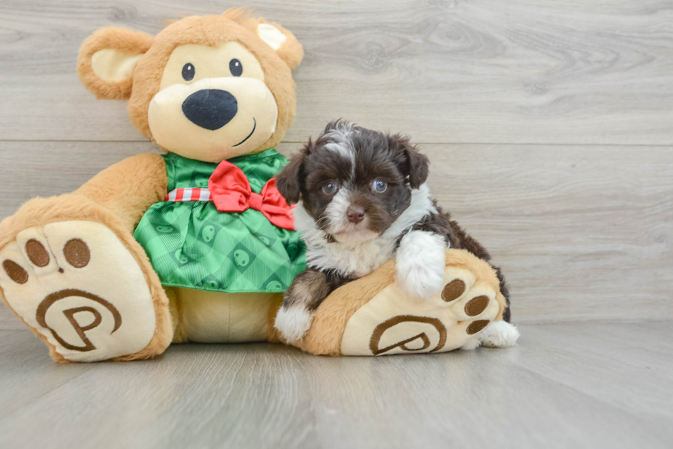 Smart Mini Aussiedoodle Poodle Mix Pup