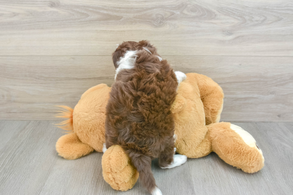 Mini Aussiedoodle Puppy for Adoption