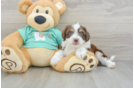 Mini Aussiedoodle Puppy for Adoption