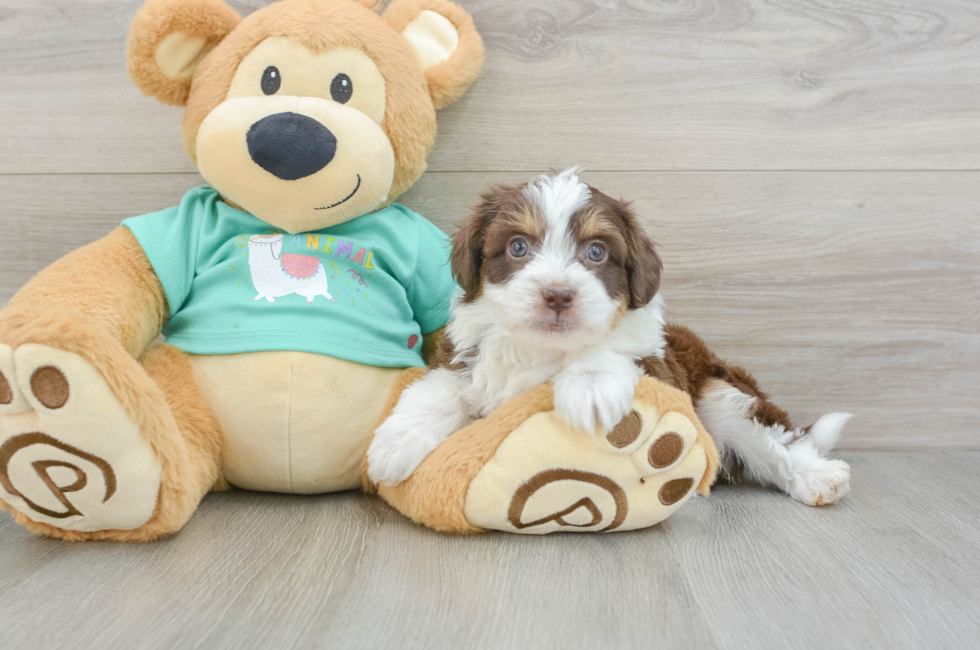 5 week old Mini Aussiedoodle Puppy For Sale - Simply Southern Pups